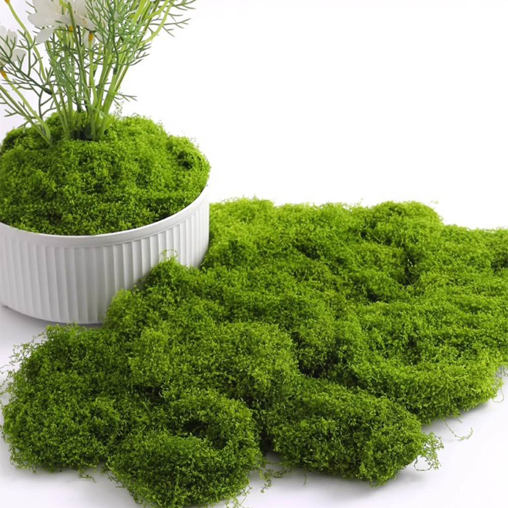 100/200/500g Eternal Life Moss - огляд і ціна Terrarium Moss Art