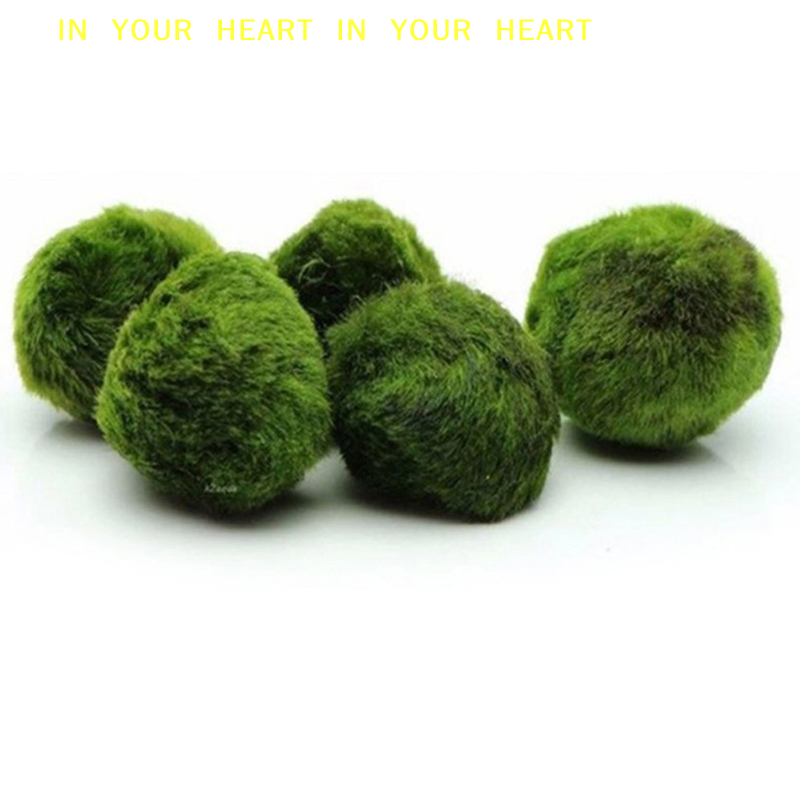 【X】3-4cm Marimo Moss Balls Liv - огляд і ціна Terrarium Moss Art