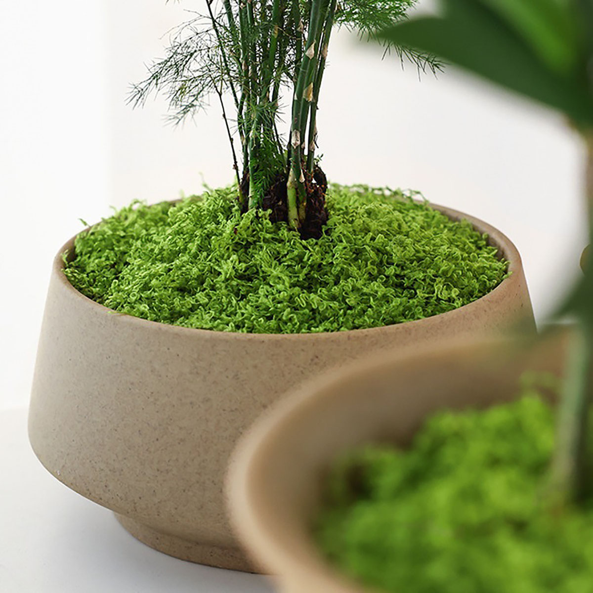 about 20g Artificial Green Pla - огляд і ціна Terrarium Moss Art